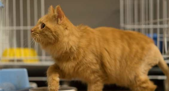 橘猫引诱小奶狗往坑里跳 猫：快来 跳继续就有肉吃(图2)