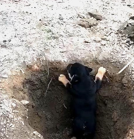 橘猫引诱小奶狗往坑里跳 猫：快来 跳继续就有肉吃(图5)