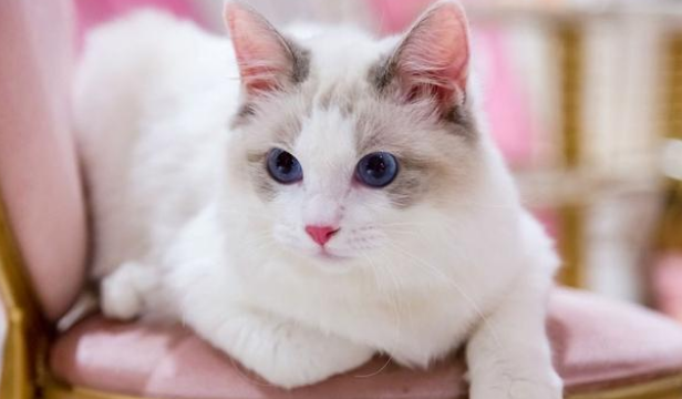 猫咪天生神力“奶奶脸” 6年没有人找人领养 直到遇上它的命定铲屎官(图1)