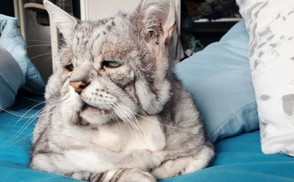 猫咪天生神力“奶奶脸” 6年没有人找人领养 直到遇上它的命定铲屎官(图2)