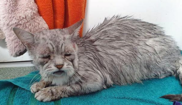 猫咪天生神力“奶奶脸” 6年没有人找人领养 直到遇上它的命定铲屎官(图3)