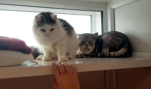 猫咪天生神力“奶奶脸” 6年没有人找人领养 直到遇上它的命定铲屎官(图5)