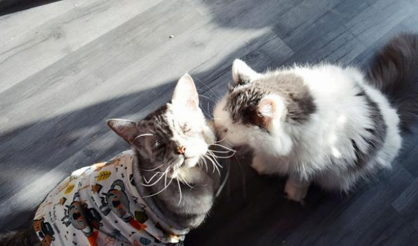 猫咪天生神力“奶奶脸” 6年没有人找人领养 直到遇上它的命定铲屎官(图7)