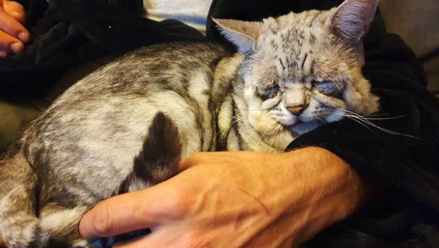 猫咪天生神力“奶奶脸” 6年没有人找人领养 直到遇上它的命定铲屎官(图9)