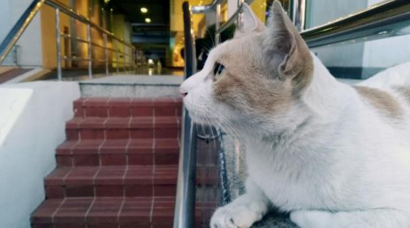 猫咪被锁超市一夜 众多货物遭殃 店长马上准备报警时遇上好心人(图3)