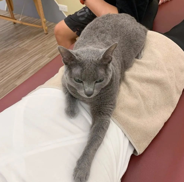 网友去推拿店按摩 没想到给他服务的是一位猫师傅～(图2)