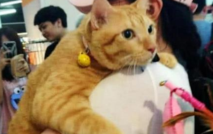 小姐姐带着橘猫去商场 发现自己周围人看自己 垂头这一看 瞬间清楚了(图1)