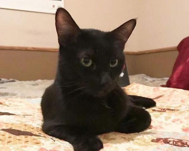 无巧不成书 失踪的人五年的猫咪 当然一直在自己的生活在铲屎官隔壁(图3)