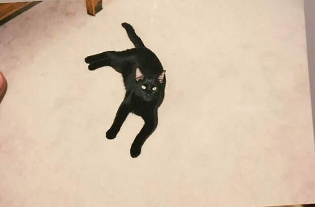 无巧不成书 失踪的人五年的猫咪 当然一直在自己的生活在铲屎官隔壁(图2)