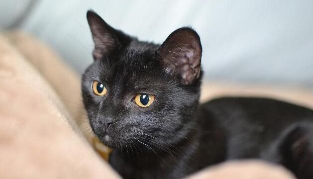 无巧不成书 失踪的人五年的猫咪 当然一直在自己的生活在铲屎官隔壁(图1)