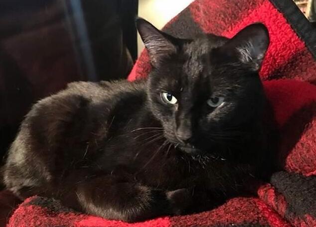 无巧不成书 失踪的人五年的猫咪 当然一直在自己的生活在铲屎官隔壁(图5)