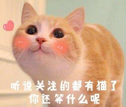 无巧不成书 失踪的人五年的猫咪 当然一直在自己的生活在铲屎官隔壁(图7)