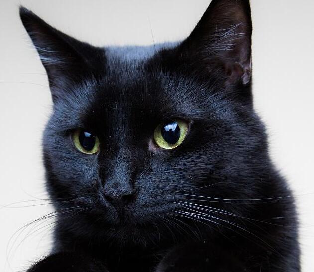 无巧不成书 失踪的人五年的猫咪 当然一直在自己的生活在铲屎官隔壁(图6)