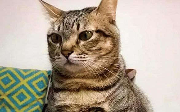 猫咪不吃饭好 主人感觉上不太对头 带去医院检查 凑近这一看难以很淡定了(图1)