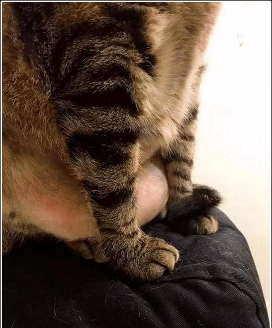 猫咪不吃饭好 主人感觉上不太对头 带去医院检查 凑近这一看难以很淡定了(图3)