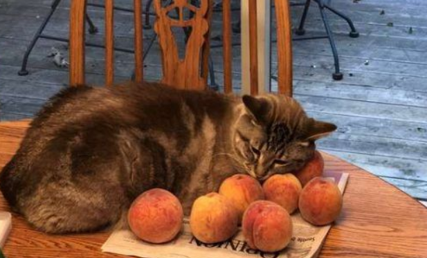 让猫咪没有抵抗力的竞然是本身神秘气息的水蜜桃(图1)