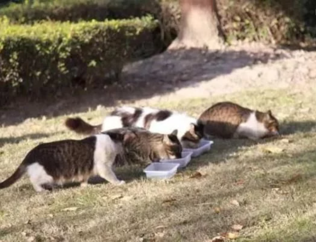 沪上小区流浪猫泛滥 对这些毛孩子 该护我还是该抓？(图1)