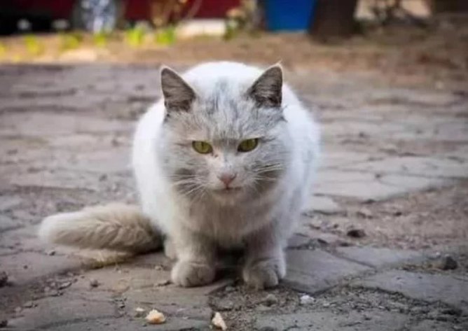 沪上小区流浪猫泛滥 对这些毛孩子 该护我还是该抓？(图2)