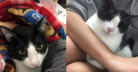 帮我奴才火焰燃烧体脂肪!5公斤宾士猫重压肚子上(图1)