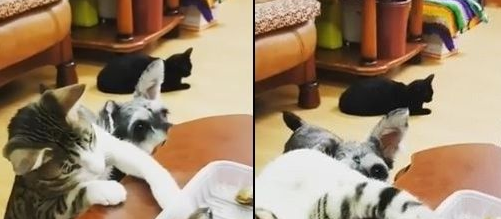 小贼猫桌旁偷捞蛤蜊自以为是别人看不到窃窃自喜(图1)