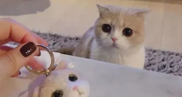 女子买了个羊毛毡挂件过来 猫咪却快看哭了(图1)