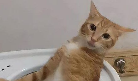 养“橘猫”半年 网友来表示:我又开始最讨厌它了(图2)