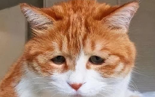 养“橘猫”半年 网友来表示:我又开始最讨厌它了(图1)