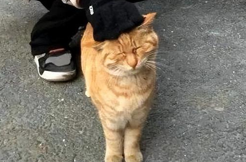 养“橘猫”半年 网友来表示:我又开始最讨厌它了(图3)