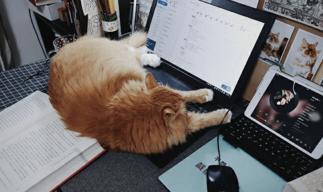 猫咪在收养所太久没被收留 在准备着做安乐死的时候 遇上了她(图4)