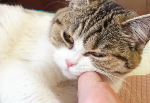 猫咪在收养所太久没被收留 在准备着做安乐死的时候 遇上了她(图1)