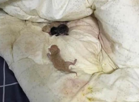 床单被猫咪碰脏了 主人正想发飙 翻阅一看却不忍心了(图1)