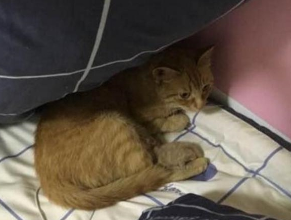 床单被猫咪碰脏了 主人正想发飙 翻阅一看却不忍心了(图3)