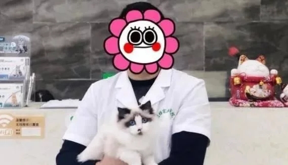 名贵品种布偶猫被摆门口当招财猫用 店主它在找份工作欠债(图3)