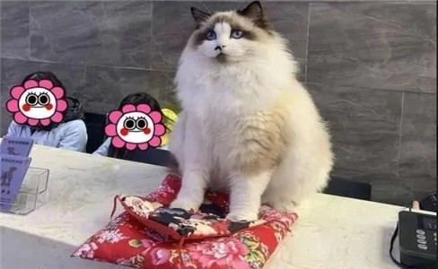 名贵品种布偶猫被摆门口当招财猫用 店主它在找份工作欠债(图1)