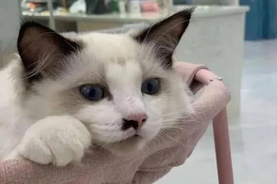 名贵品种布偶猫被摆门口当招财猫用 店主它在找份工作欠债(图4)