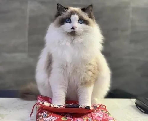 名贵品种布偶猫被摆门口当招财猫用 店主它在找份工作欠债(图5)