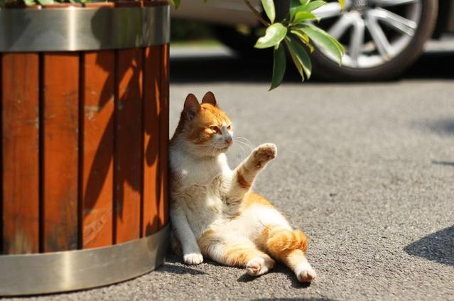 六大长寿猫咪排行榜：折耳布偶上榜 前两位都不知从何而来中华田园(图1)