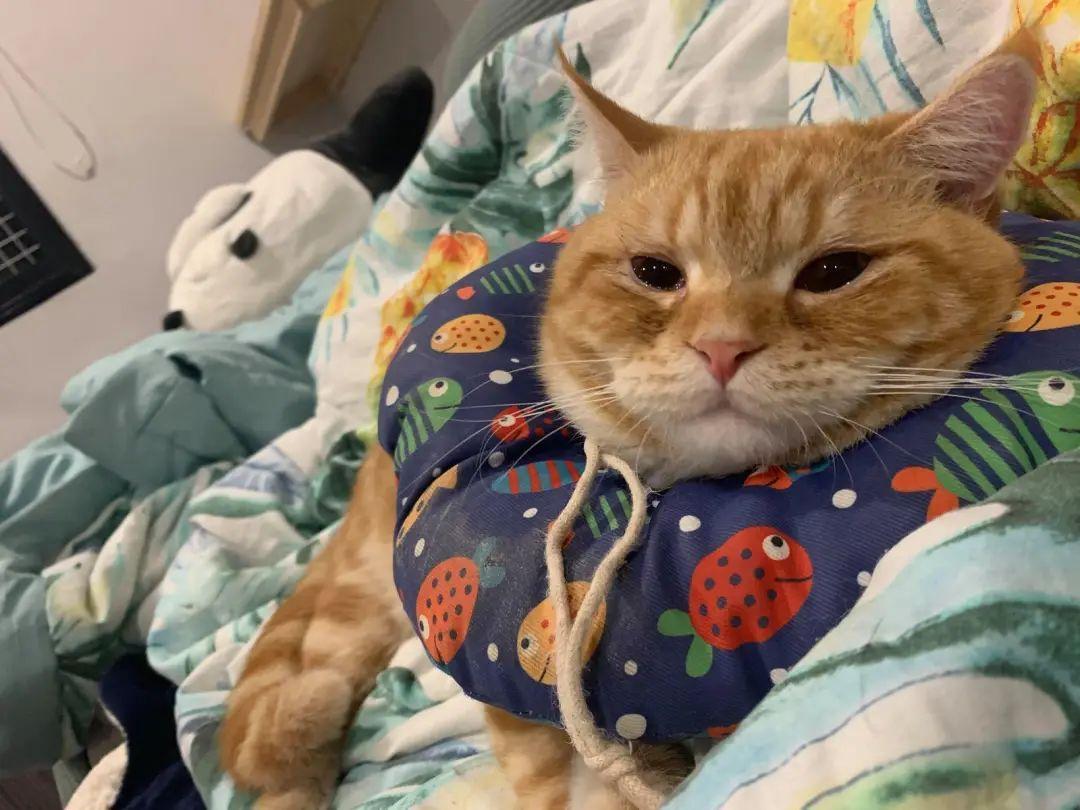 橘猫吃下“纸巾”干呕白泡 呼吸苦难 花半年伙食费才救过来(图1)