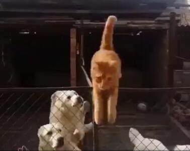橘猫误闯入狗狗地盘,机智喵一招逃出生天,之后狗子的表情亮了(图1)