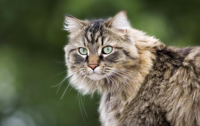 人类遗传学和精准医学研究 猫可能会成模式动物(图1)