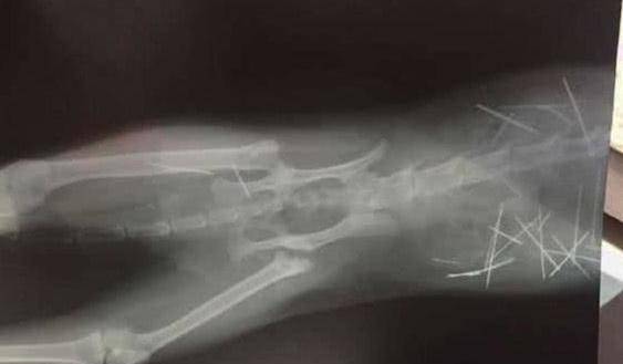 女子摸猫咪时 它表现得太伤痛 带去医院拍个片子后吓到了(图3)