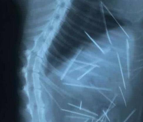 女子摸猫咪时 它表现得太伤痛 带去医院拍个片子后吓到了(图2)