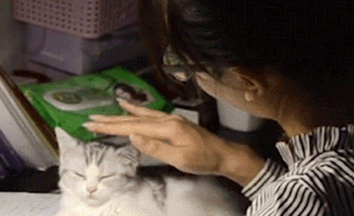 女主熬夜去学习 小奶猫在一旁身边陪伴 随后一幕萌翻了(图1)