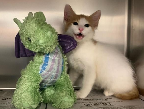 要节育了 胆儿小猫咪躲在玩偶后面 之后医生判断:两只相互做!(图1)