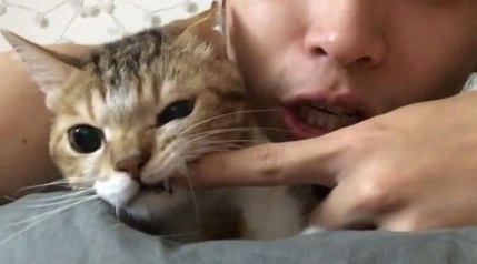 主人晚安吻猫咪满面只为喊醒猫咪让它起床了(图2)