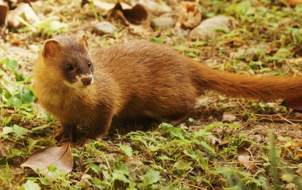 黄鼠狼“作大死”挑衅猫咪 在下一秒画风就不对了 结局让人吃惊(图1)