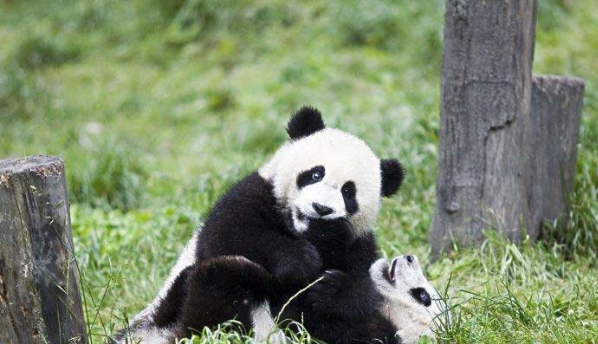 熊团子借着翻越围栏 却遇上“猪队友” 过程简直要把熊猫蠢哭！(图2)