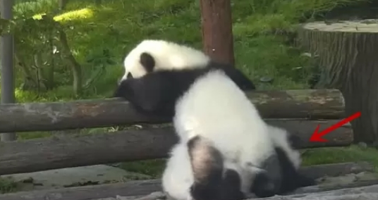 熊团子借着翻越围栏 却遇上“猪队友” 过程简直要把熊猫蠢哭！(图3)