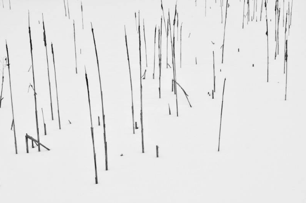 这位老爸是资深专业猫奴 买了双小爪袜子跟猫咪显摆显摆 把它们吓的不轻了(图4)