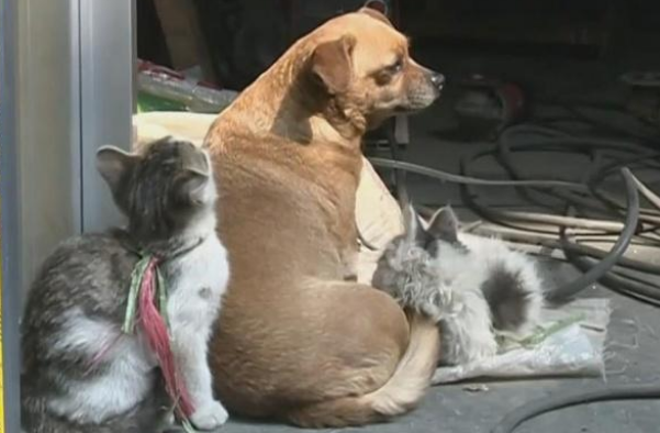 暖心！可恶小猫冬天被人被人遗弃树丛中 土狗妈妈不自愿担任充当奶妈(图2)